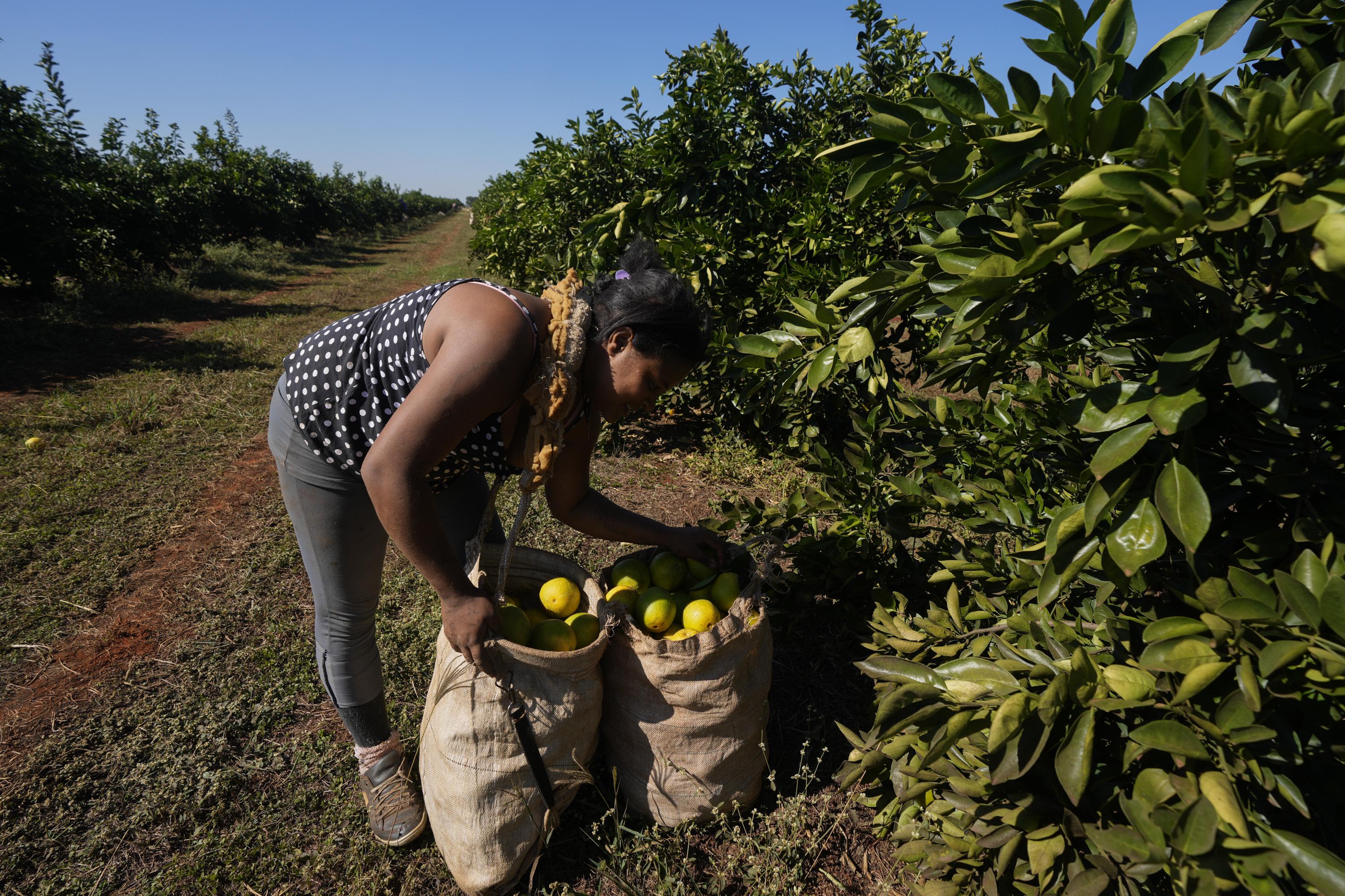 High Orange Juice Prices May Linger Due to Disease and Extreme Weather