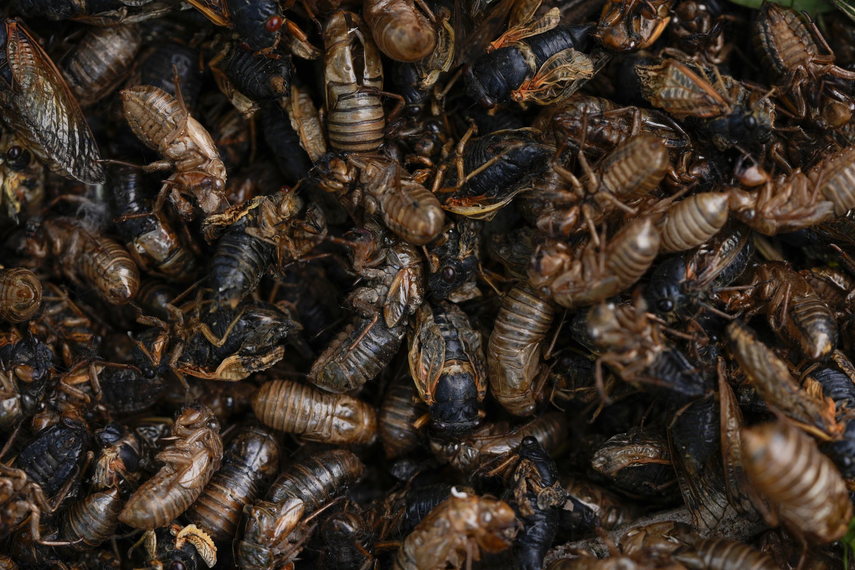 Illinois is hit with cicada chaos. This is what it's like to see, hear and feel billions of bugs