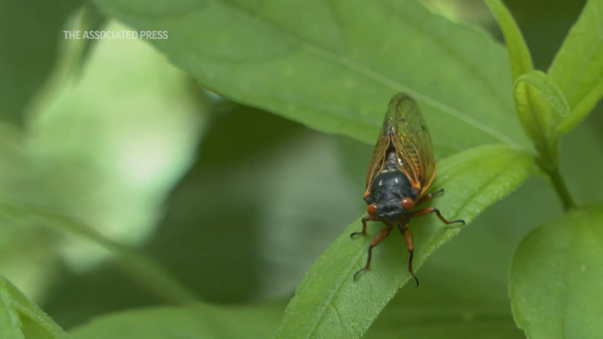 Cicada Superfans: A World Beyond Just 'Weird'