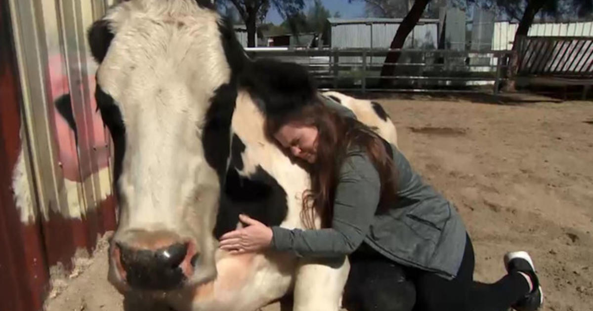 The Uplift: Cow hugs