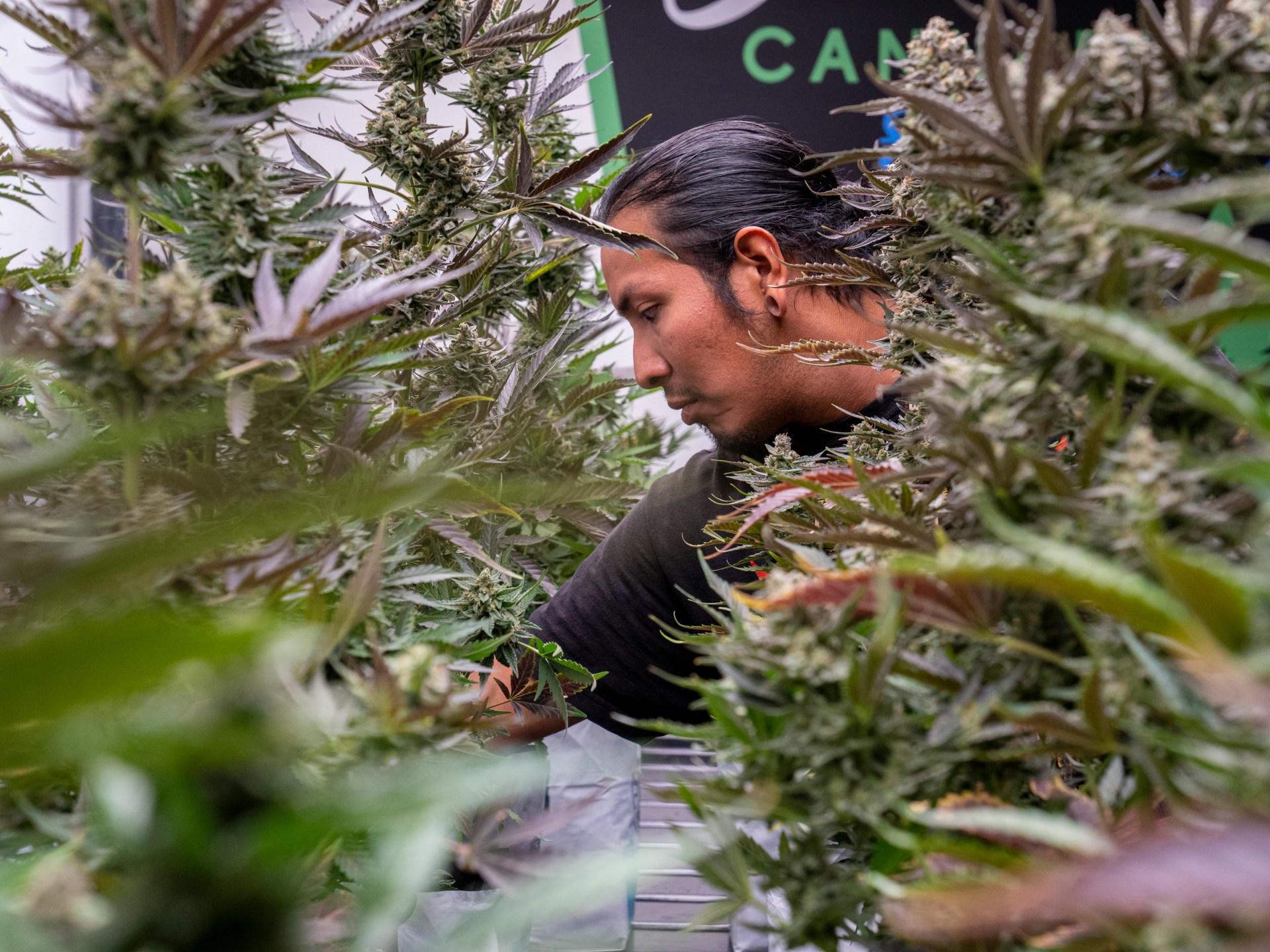 ‘Sovereign flex’: How a tribe defied a US state with a cannabis superstore