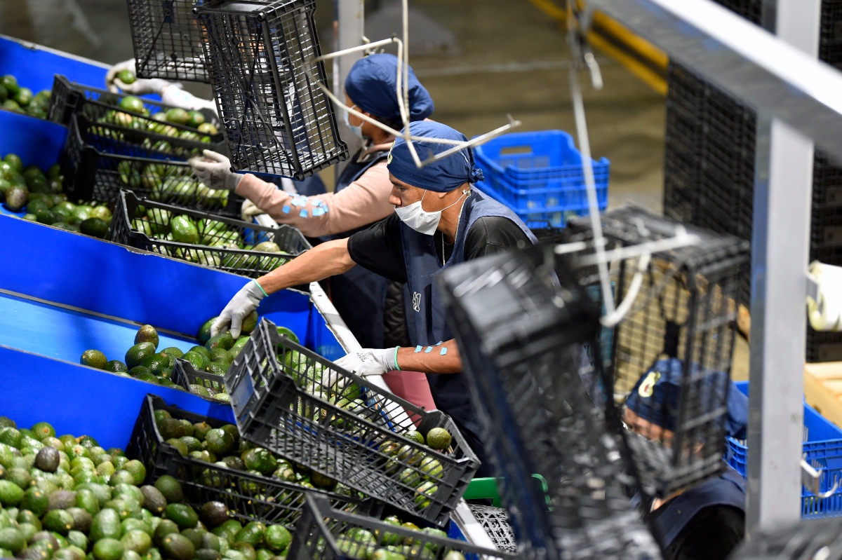 US Confirms Suspension of Avocado and Mango Inspections in Michoacán Due to Employee Assault