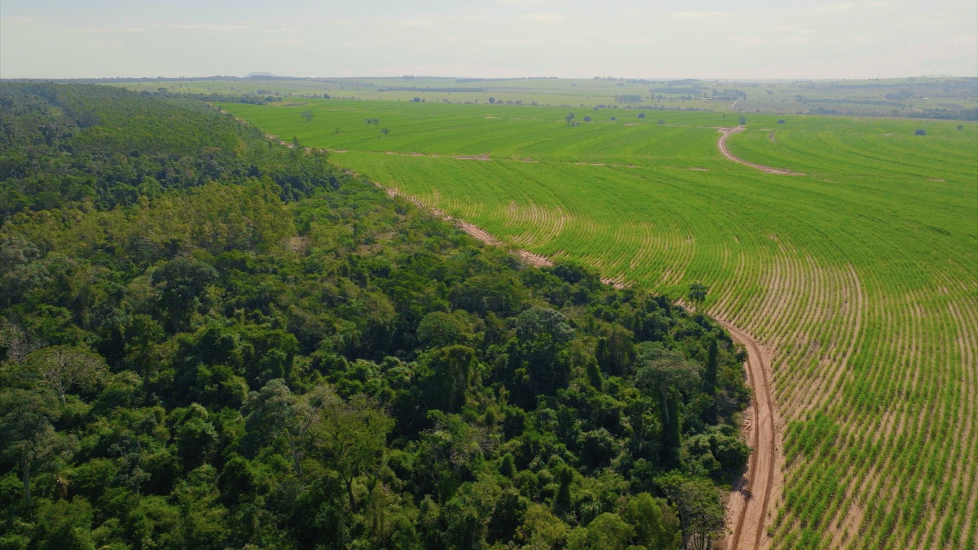 Community Effort Revitalizes Brazil's Atlantic Forest