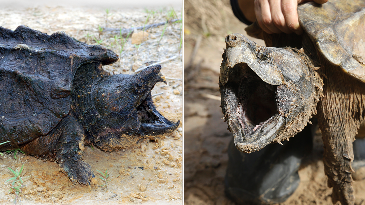 Alligator Snapping Turtles Reintroduced to Kansas Waters