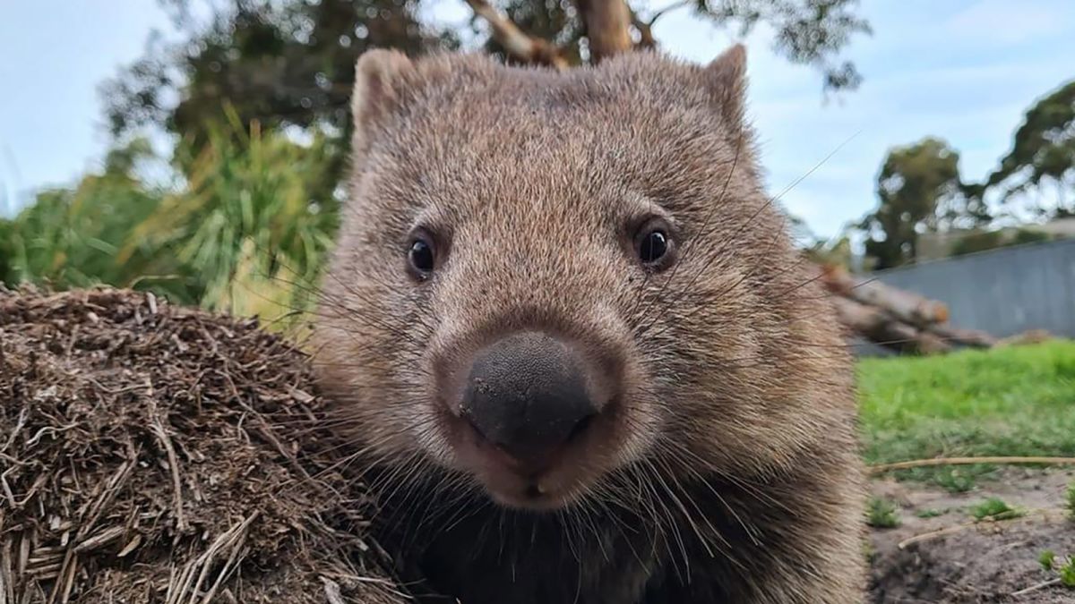 Australia Needs Help Caring for Its Adorable Wombat Population