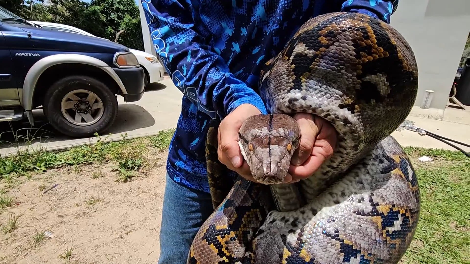 Reticulated Pythons: A Growing Threat in Puerto Rico